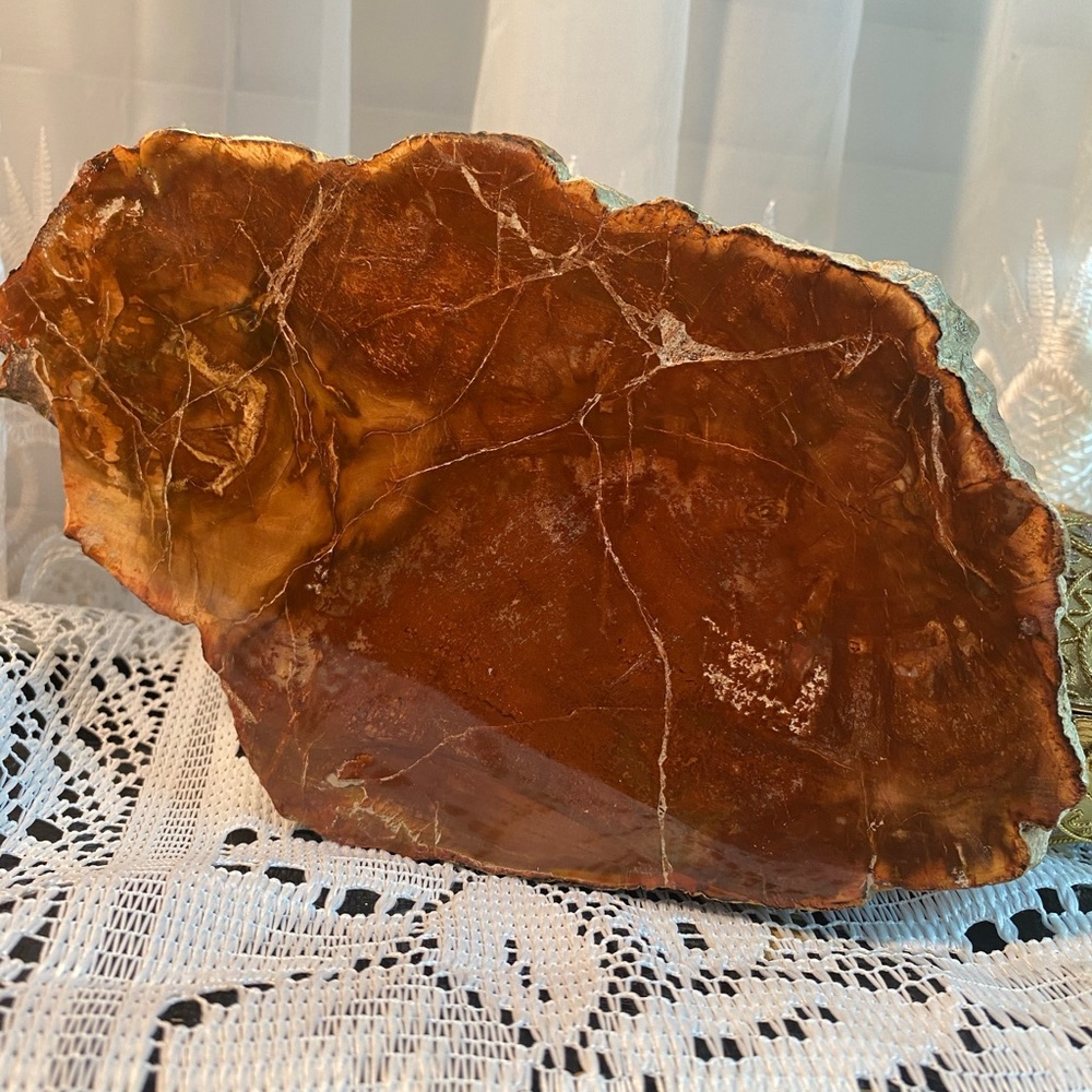 Beautiful Fossilize Petrified Wood